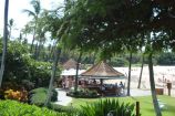 Hau Tree at the Mauna Kea Beach Hotel